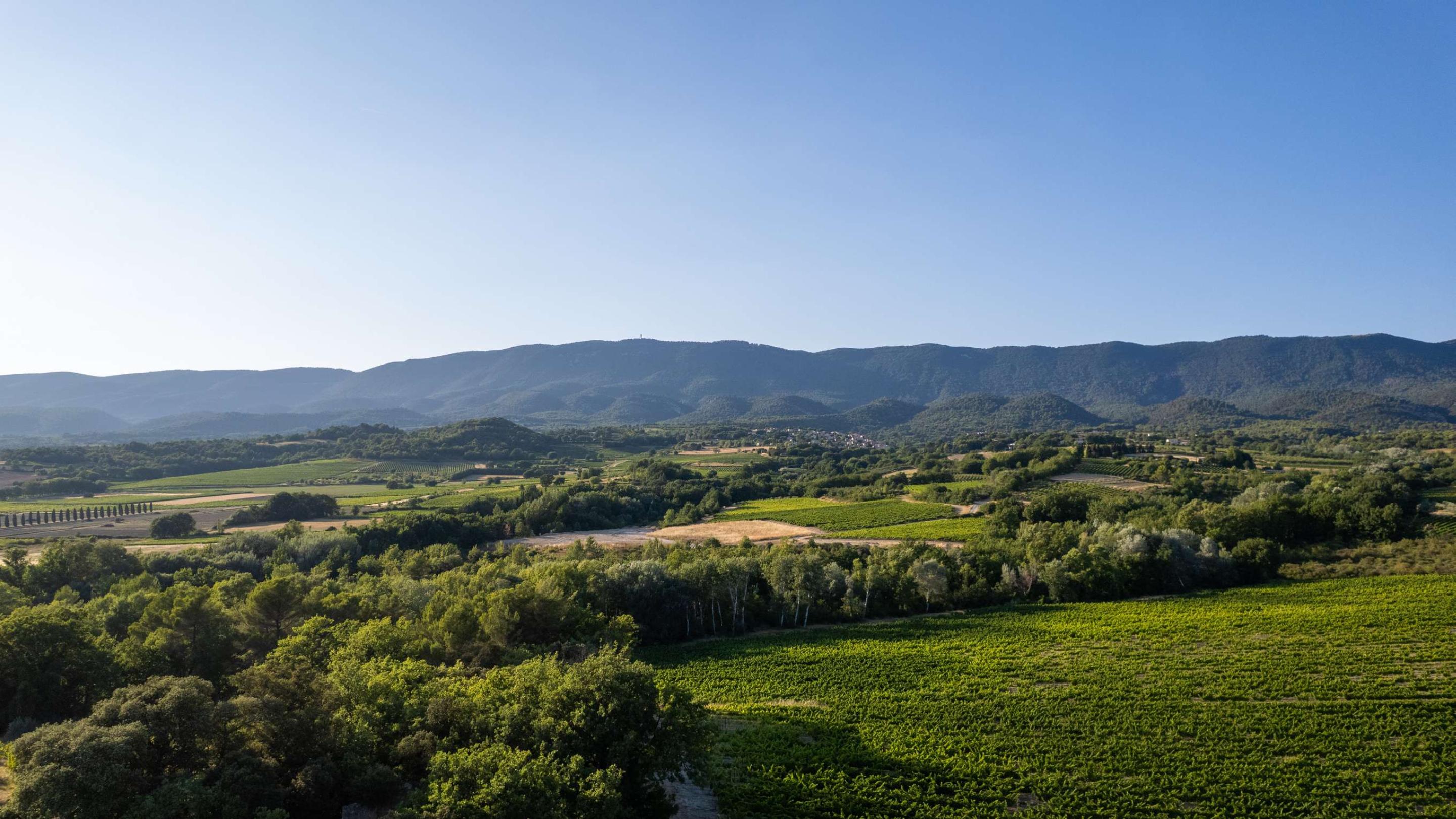 Our Vineyard in Luberon