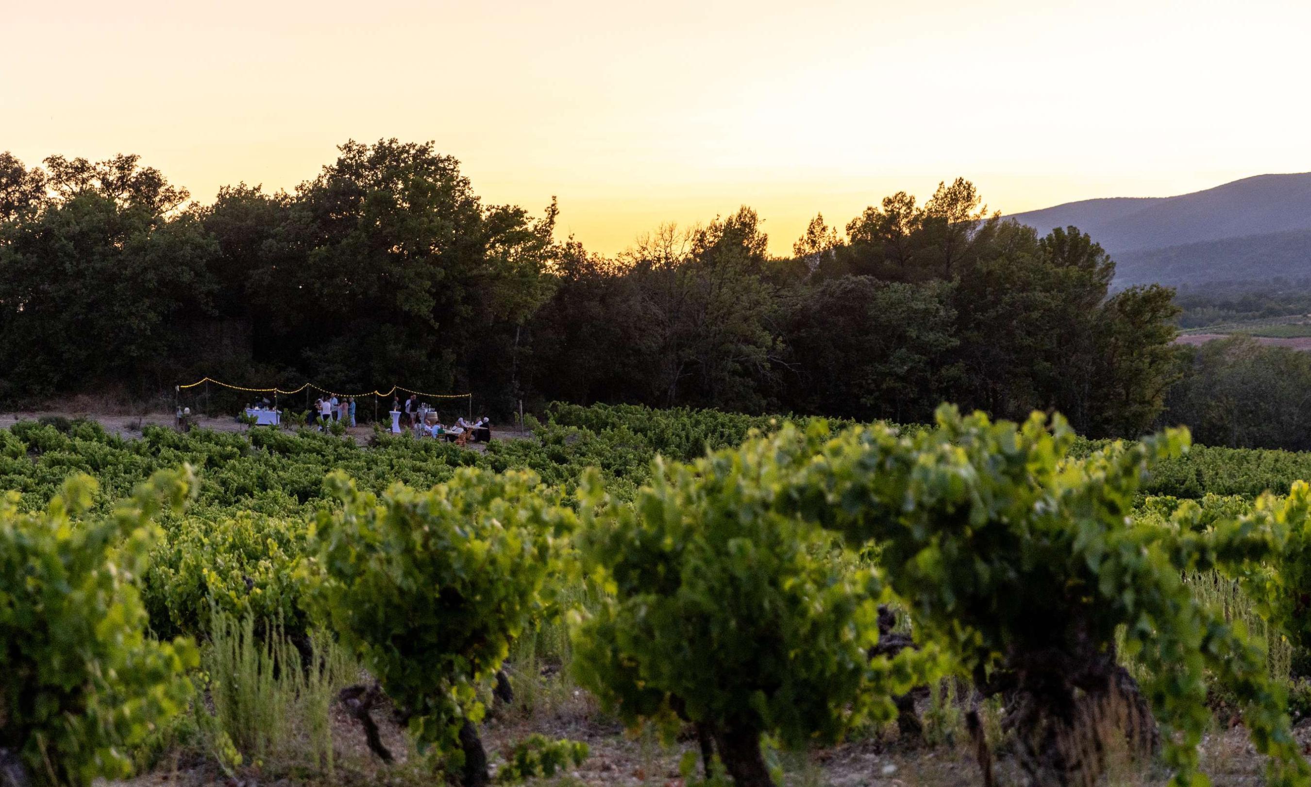 Vibrant wine tourism events in Luberon